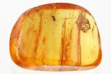 Detailed Fossil Wasp (Chalcidoidea) In Baltic Amber #352707-1